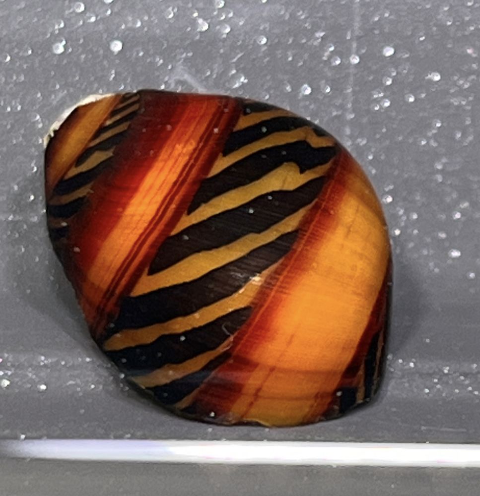 Vittina waigiensis - Rote Rennschnecke