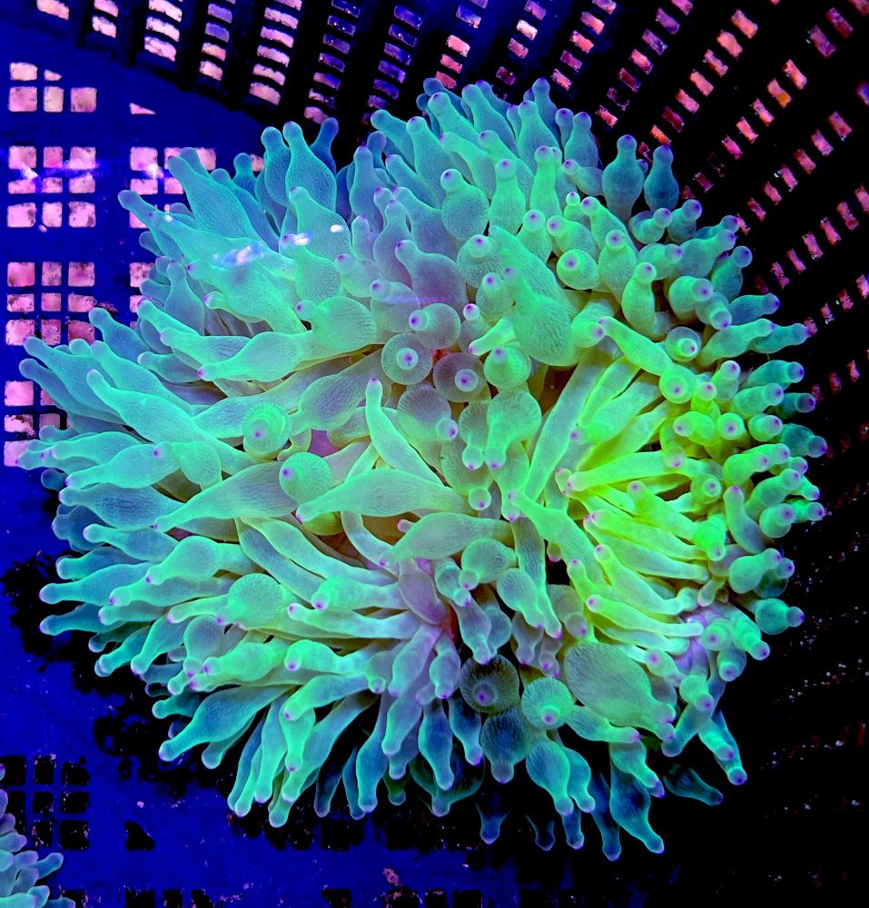 FMC Entacmaea quadricolor - Neon green &  purple tips V