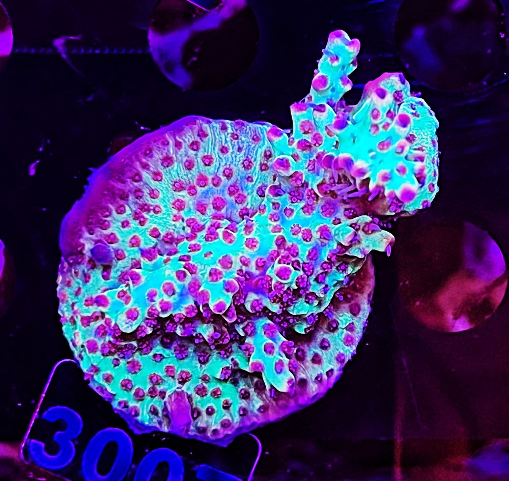 FMC Acropora Strawberry Shortcake