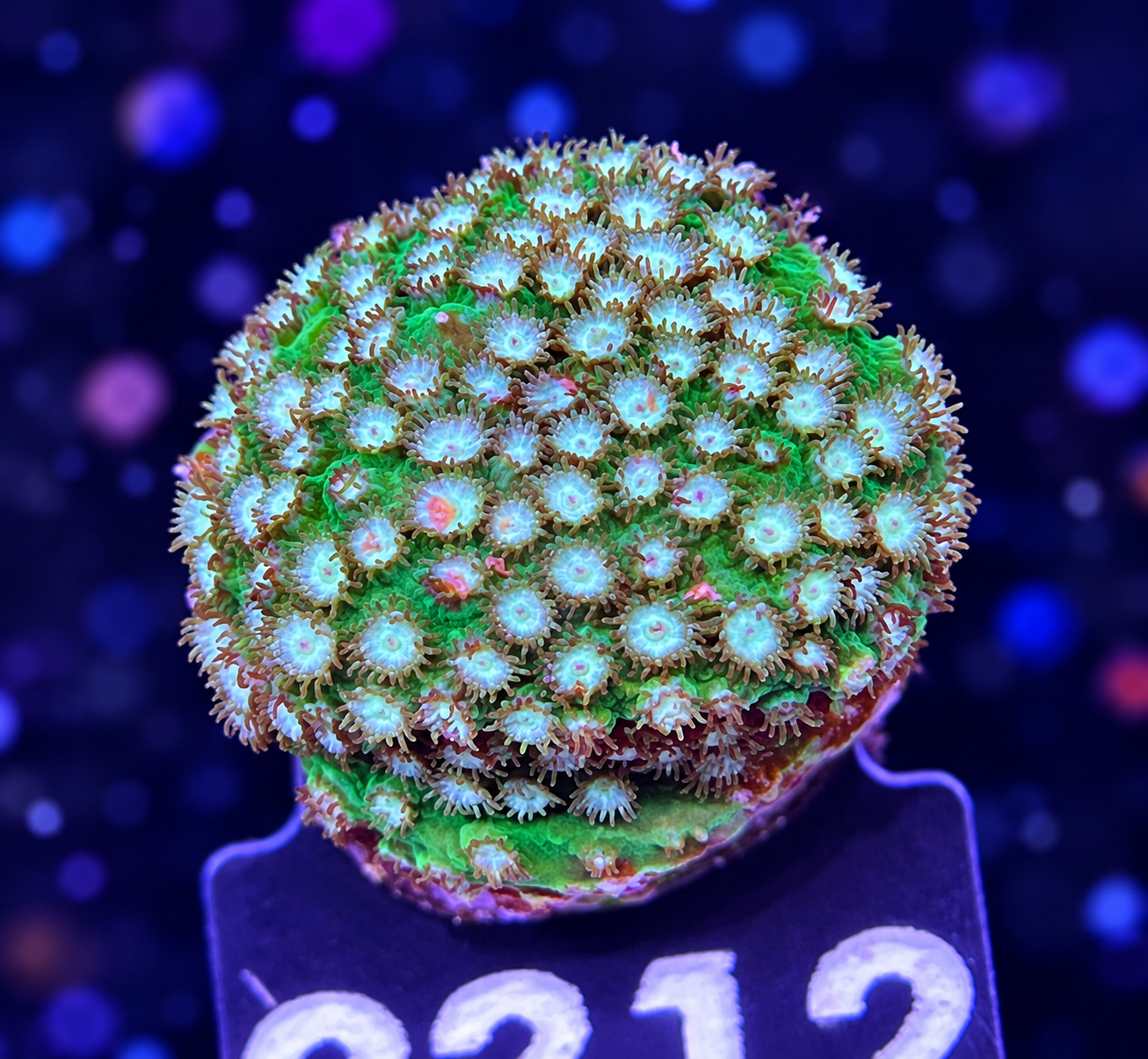 FMC Cyphastrea Blue Ose