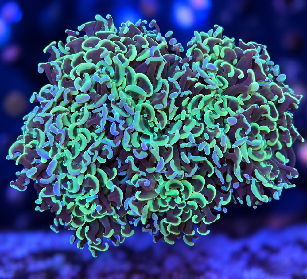 FMC Euphyllia ancora