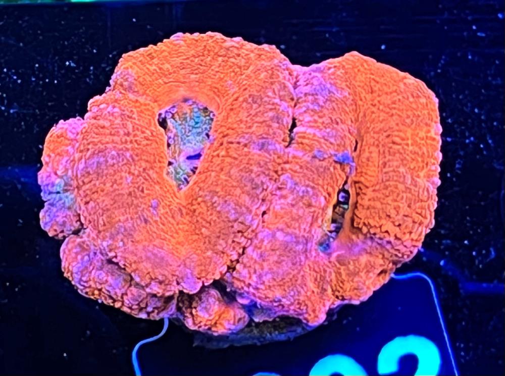 FMC Micromussa lordhowensis Red