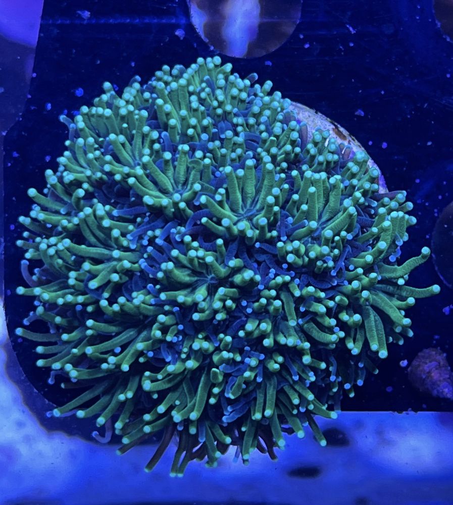 FMC Galaxea fasciculanis Green V