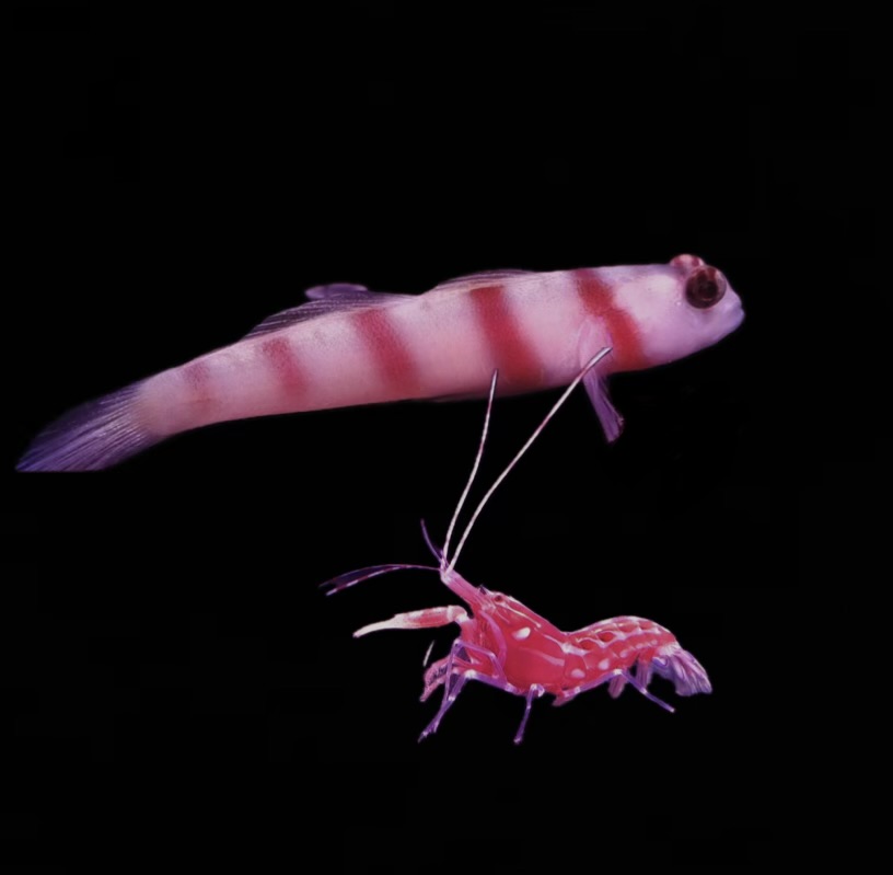 Amblyeleotris steinitzii + Alpheus armatus