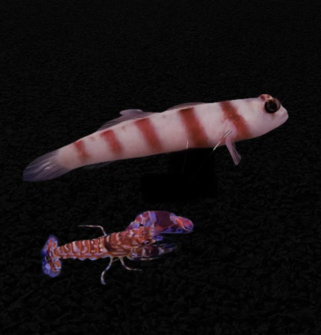 Amblyeleotris steinitzii + Alpheus bellulus