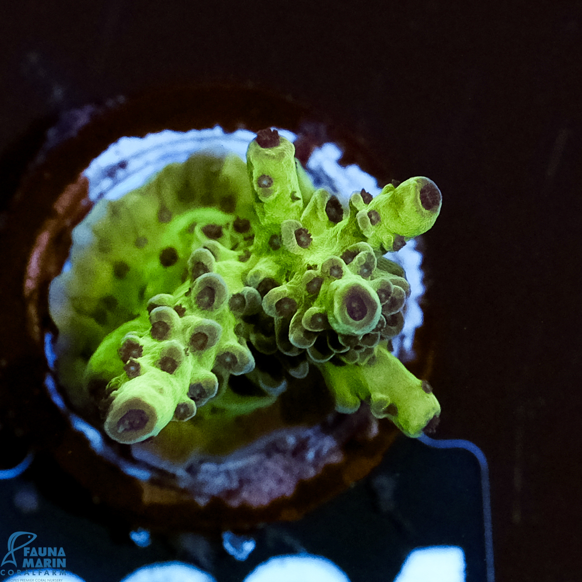 FMC Acropora Insignis Jungle Orchid