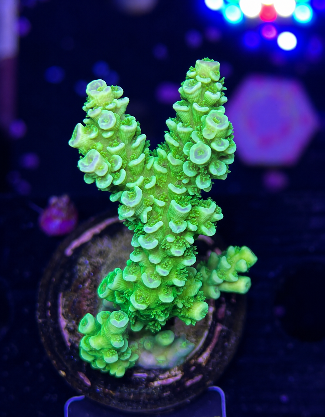 FMC Acropora tenuis yellow green