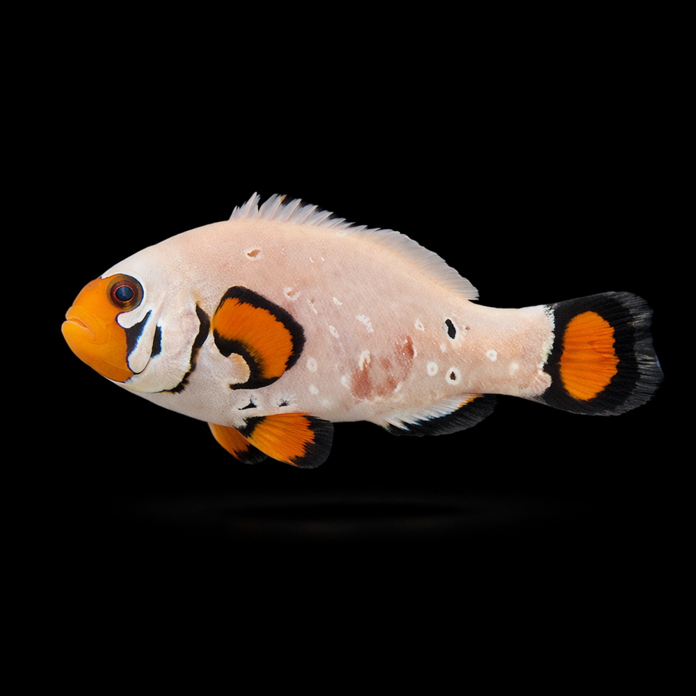 Amphiprion ocellaris - Frostbite chilled - DEUTSCHE NACHZUCHT!