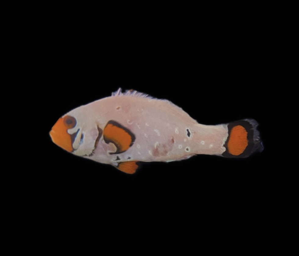 Amphiprion ocellaris - Frostbite chilled !DNZ!