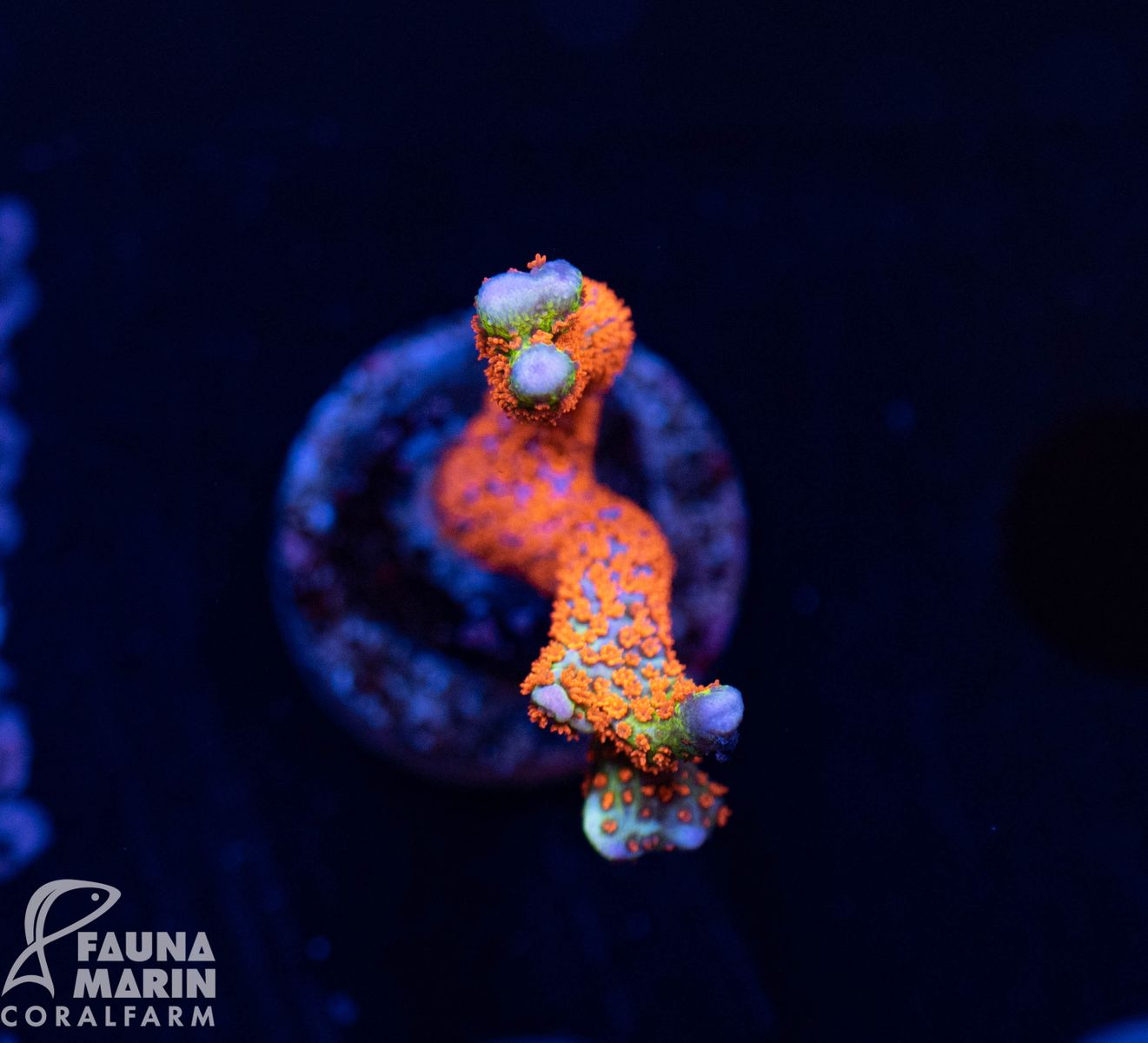 FMC Montipora Bubble Gum V