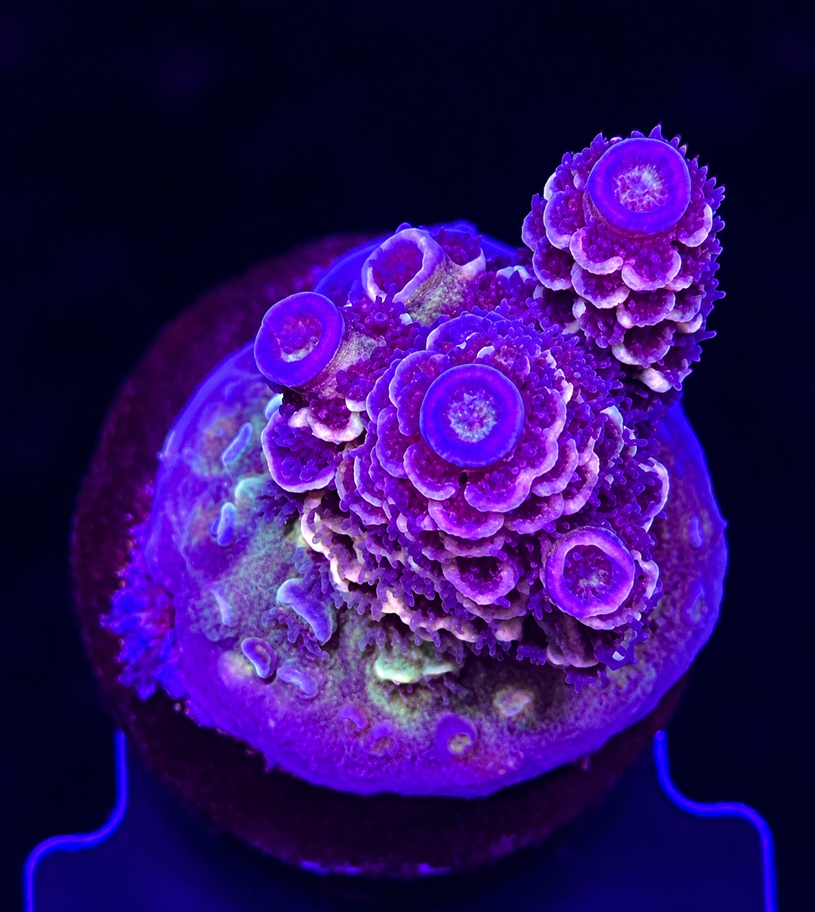 FMC Acropora tenuis