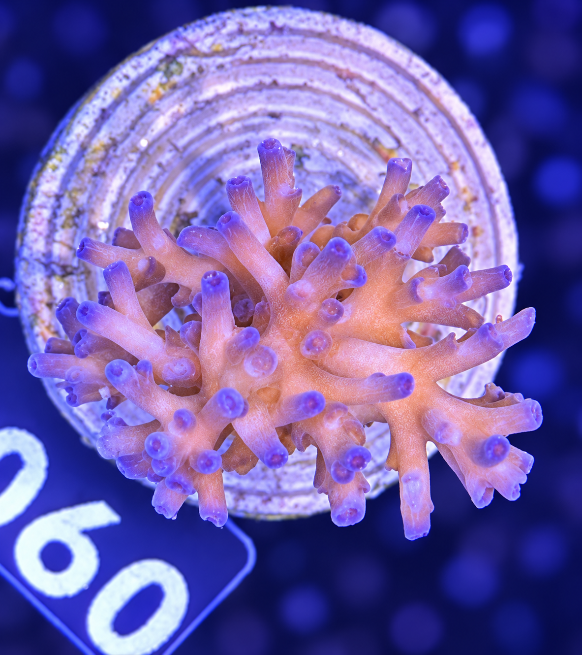 FMC Acropora echinata Icefire