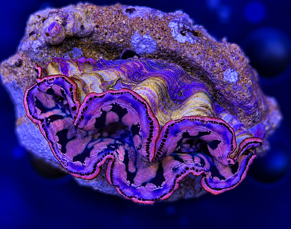 FMC Tridacna maxima