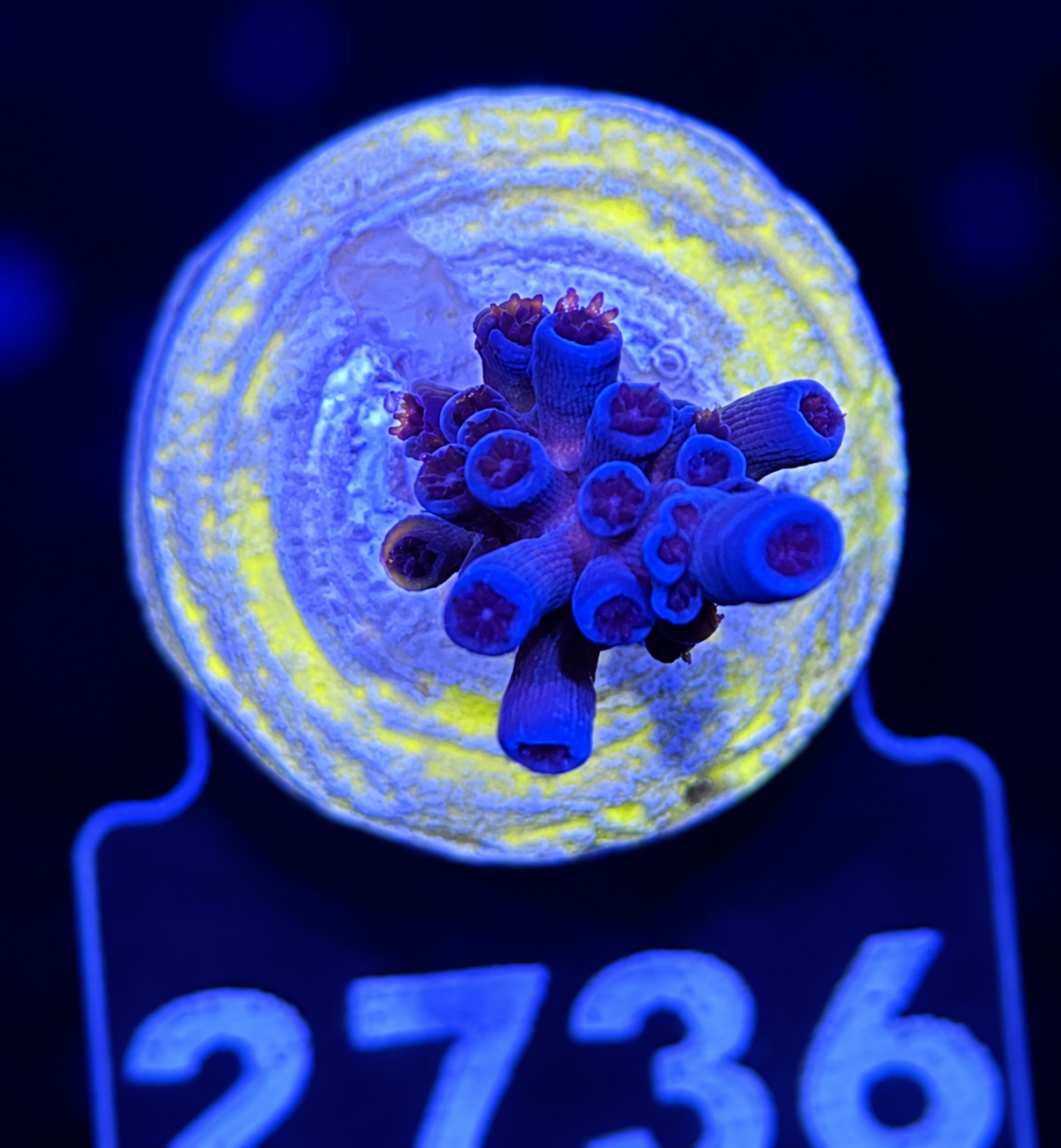 FMC Acropora tenuis