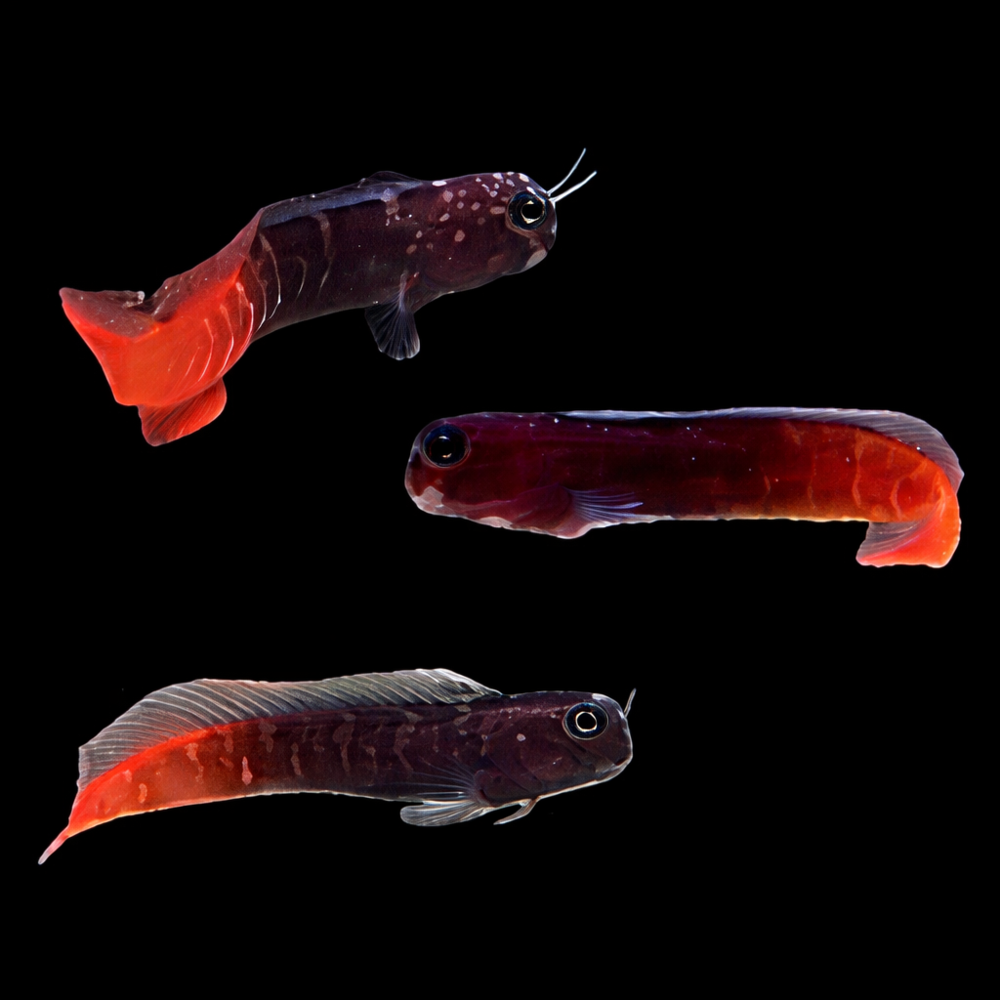 Ecsenius bicolor - Zweifarbiger Schleimfisch