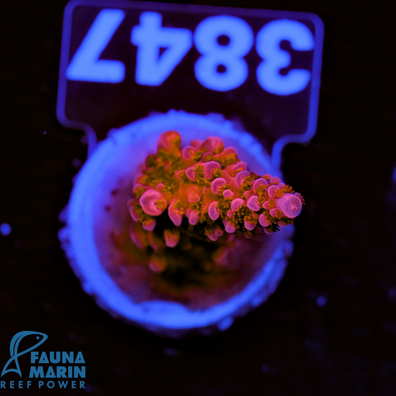 FMC Acropora staghorn Red Robin V