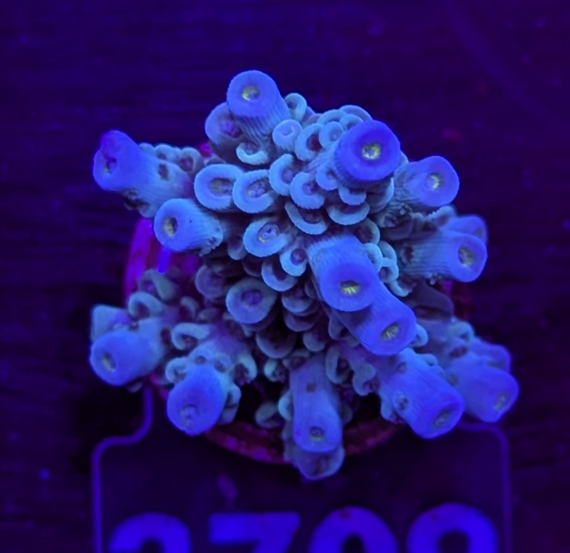 FMC Acropora tenuis deep blue