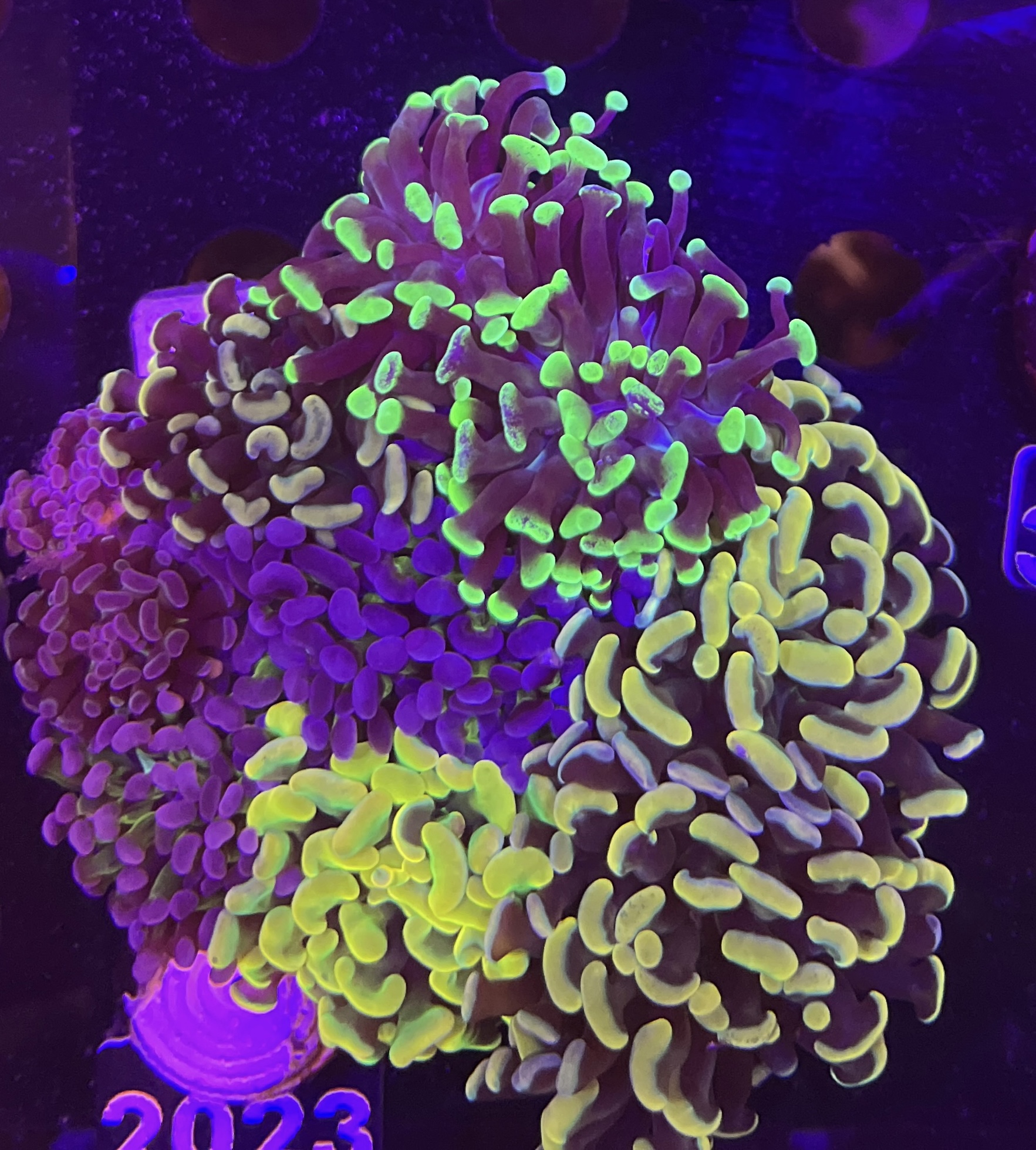 FMC Euphyllia Garden