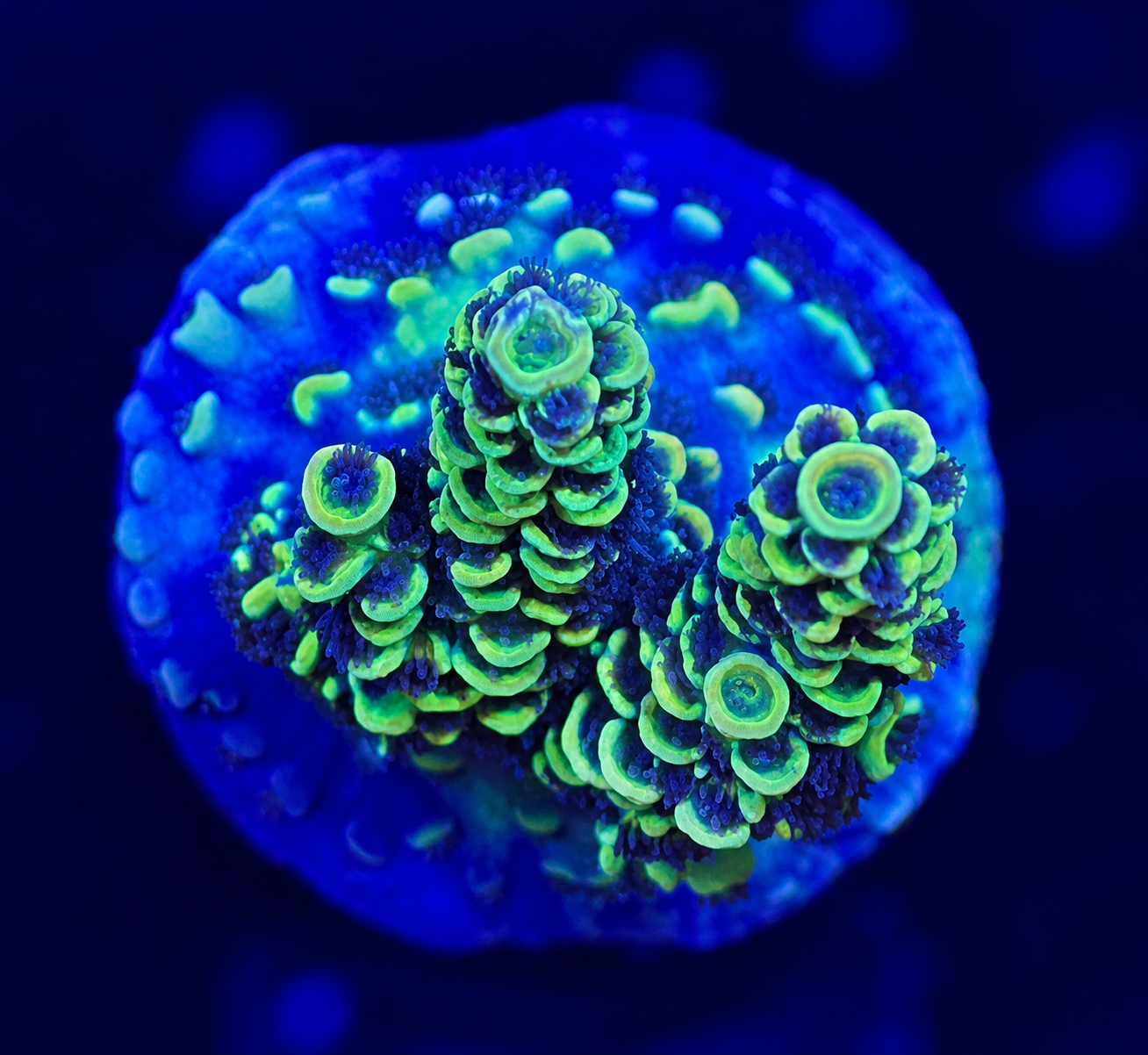 FMC Acropora tenuis yellow