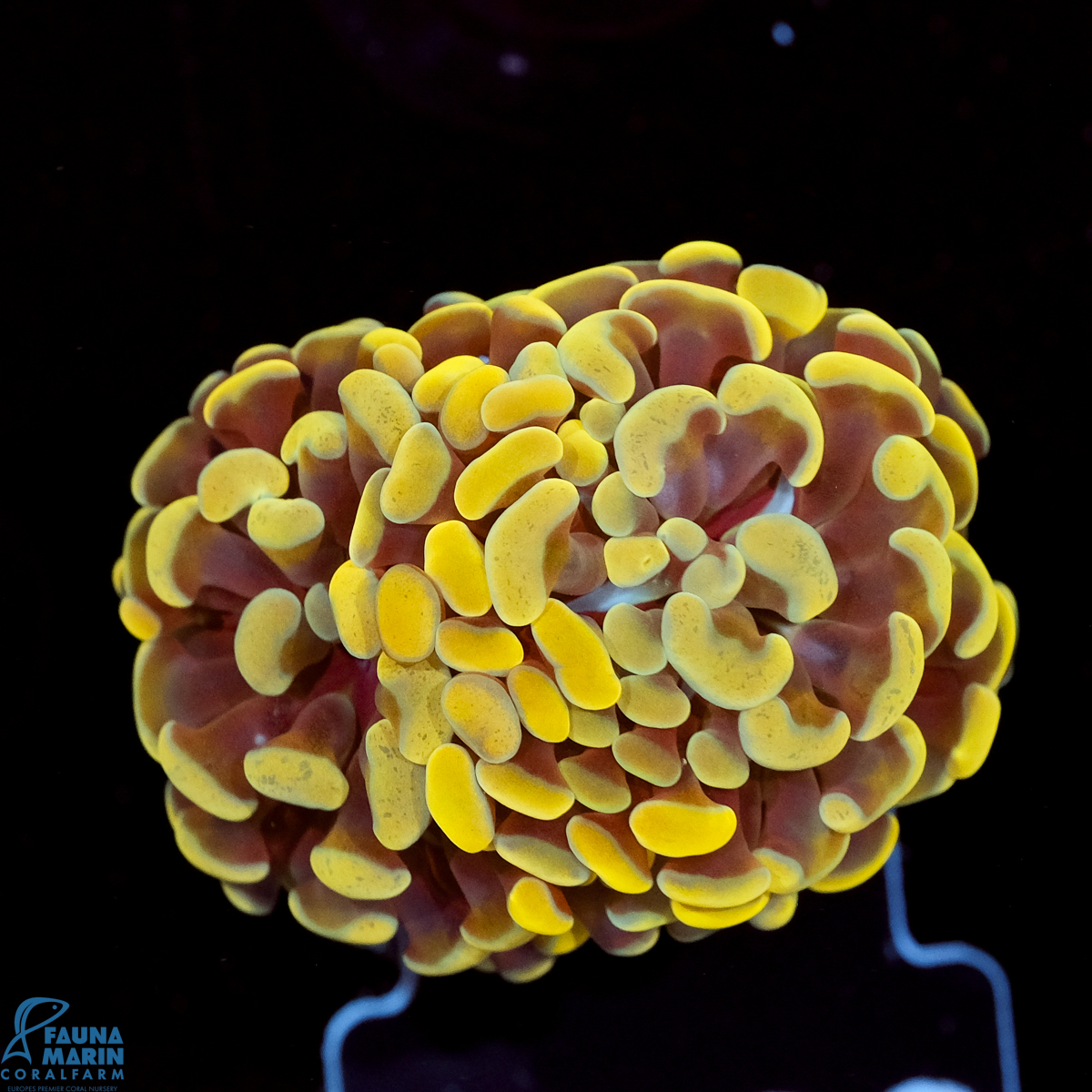 FMC Euphyllia paraancora Orange 1-2 Polypen V