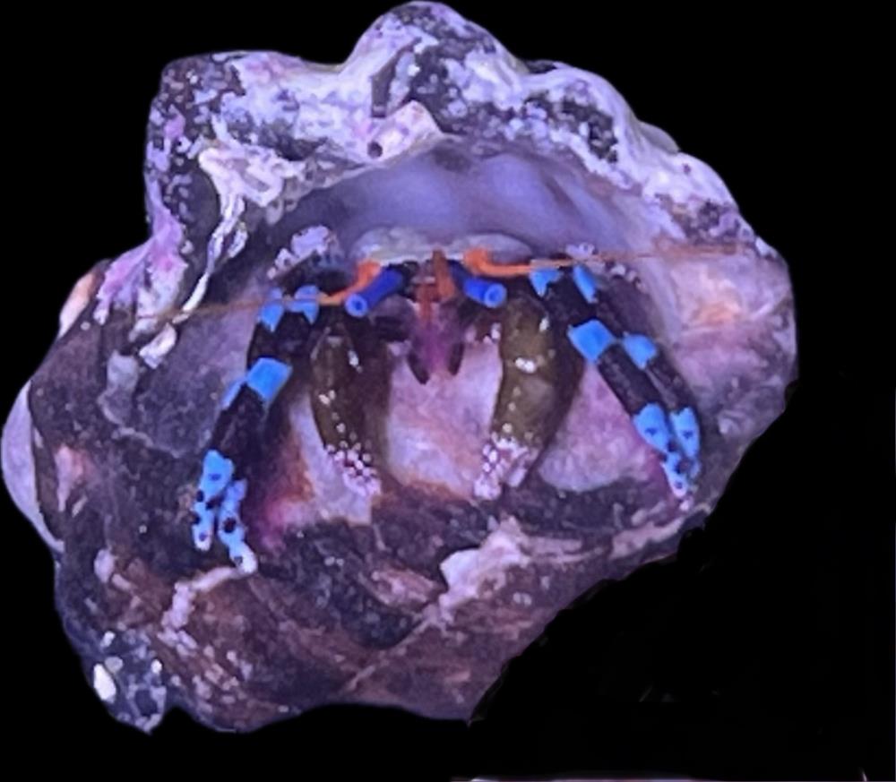 Calcinus elegans - Blauer Halloween - Einsiedlerkrebs