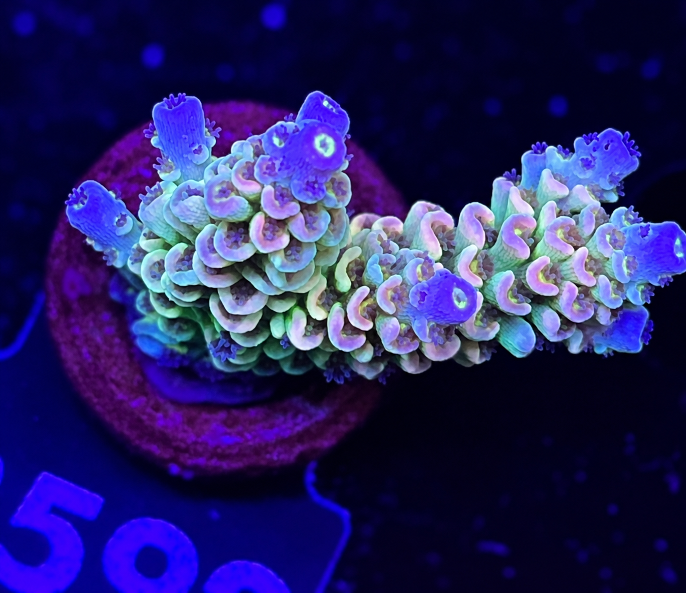 FMC Acropora tenuis Light Rainbow