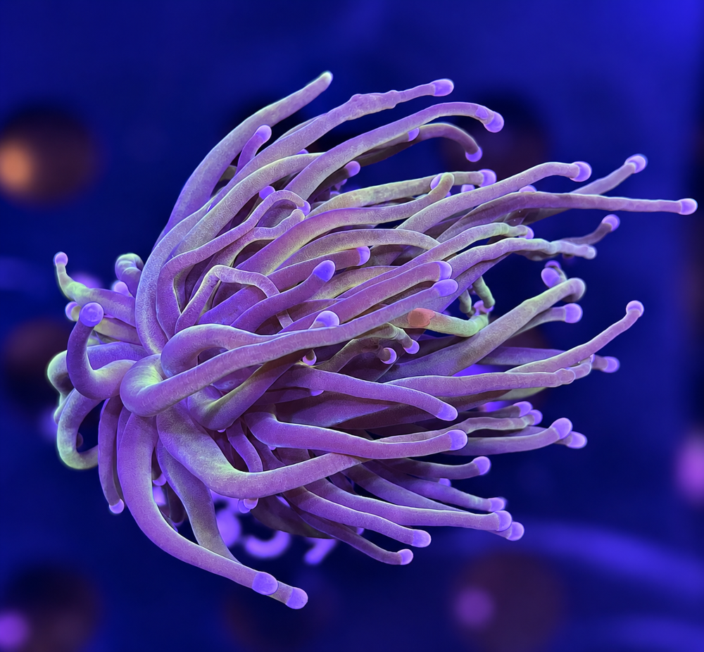 FMC Euphyllia Glabrescens Torch 24K 1Head V