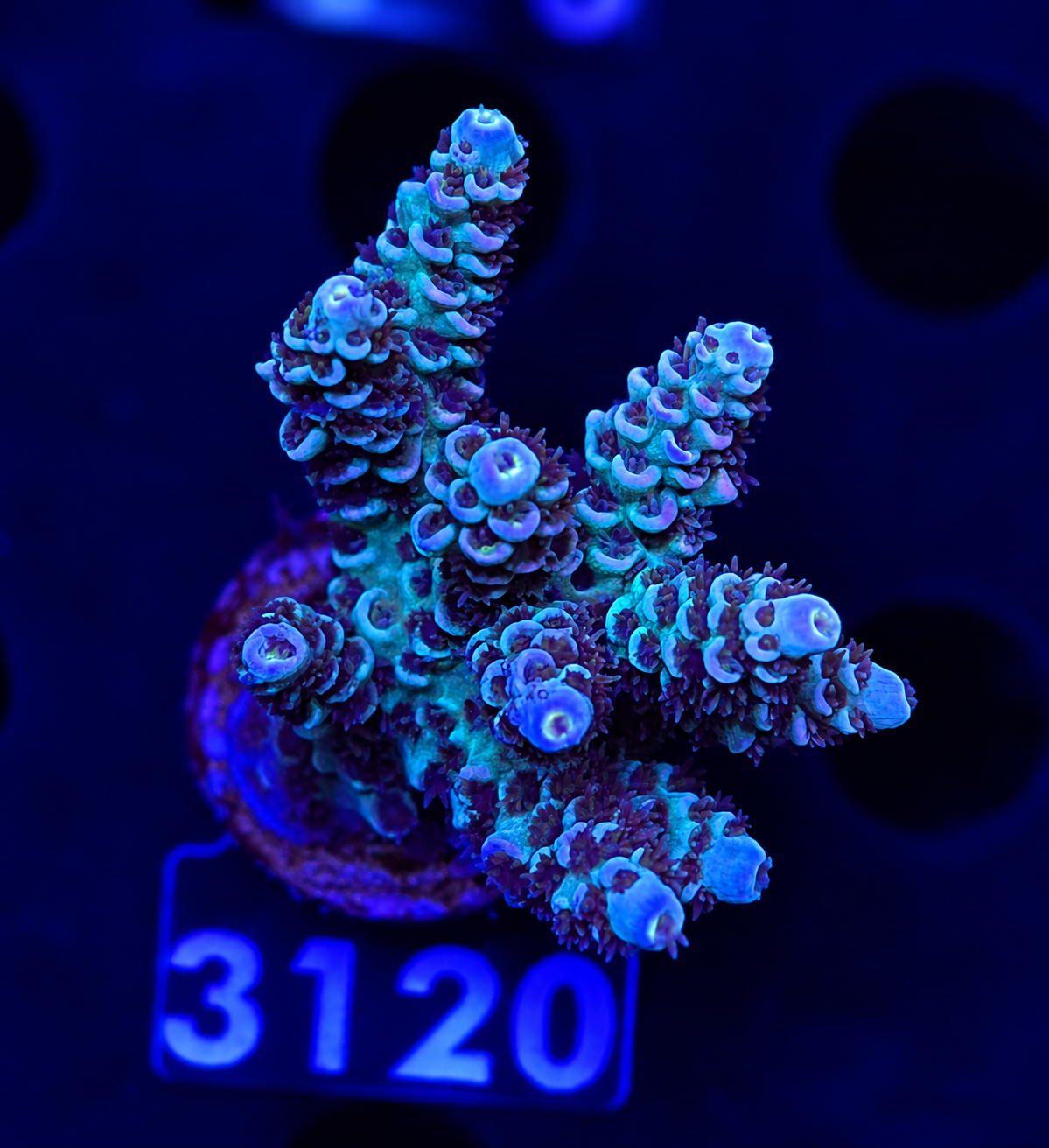 FMC Acropora tenuis