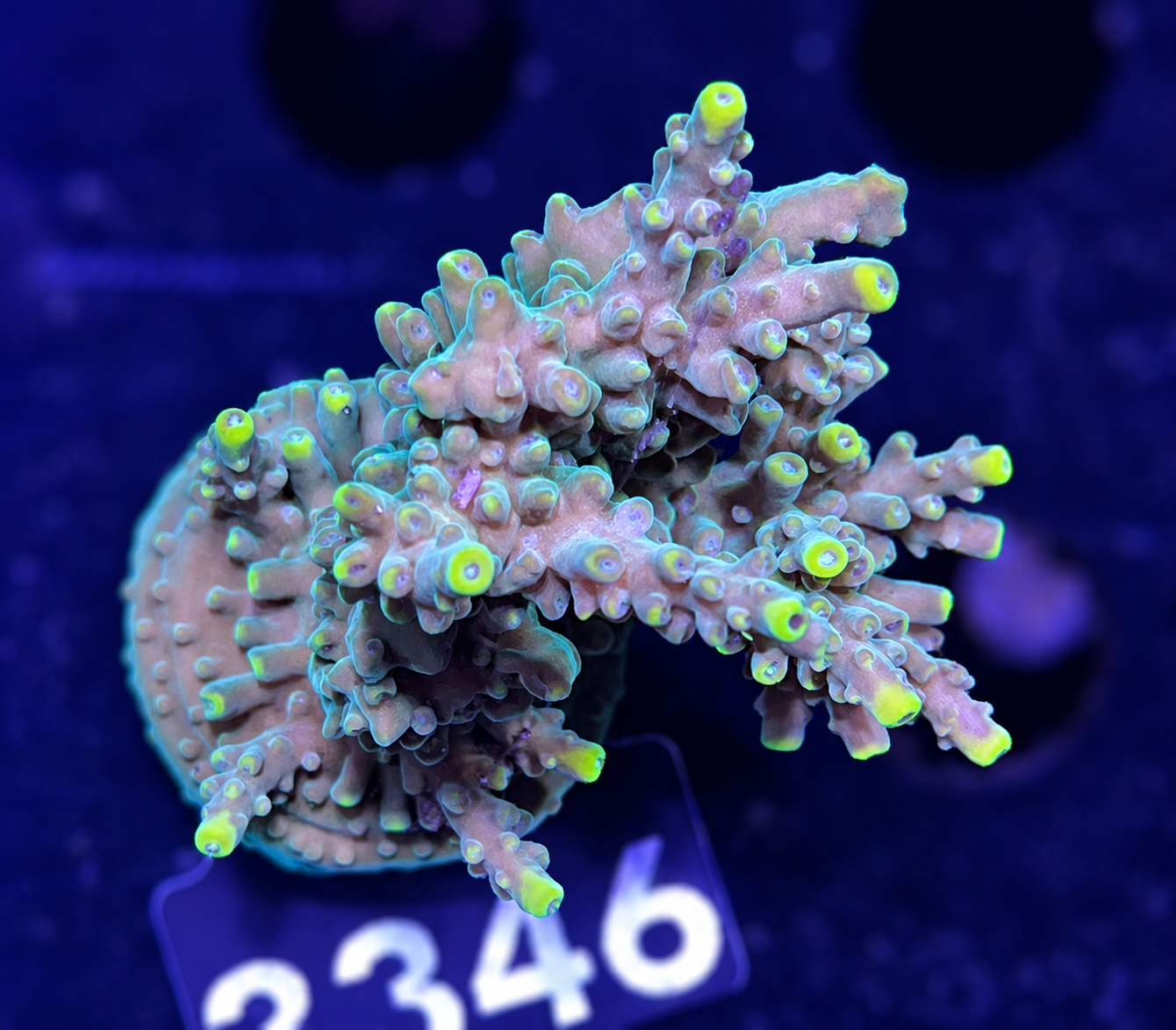 FMC Acropora sp Bali Shortcake