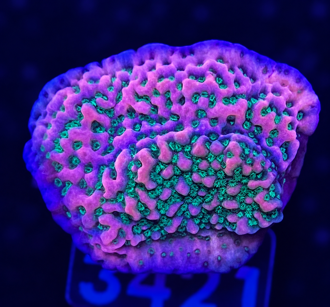 FMC Montipora Tropic Thunder