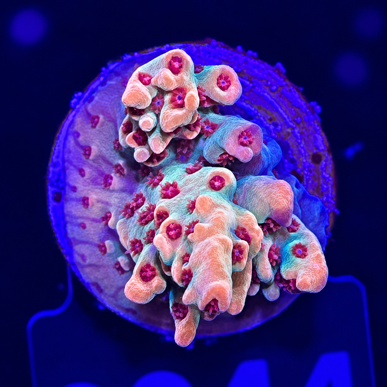 FMC Acropora sp Raspberry