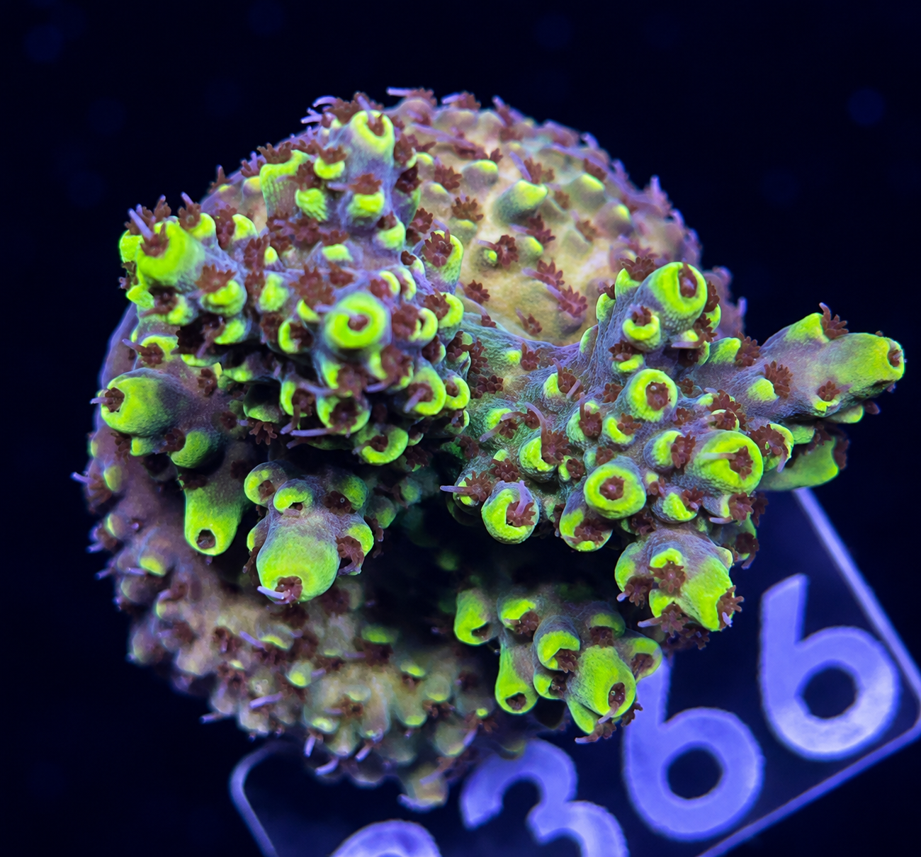 FMC Acropora cytherea Pikachu