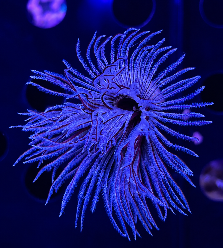 FMC Sabellastarte sp.