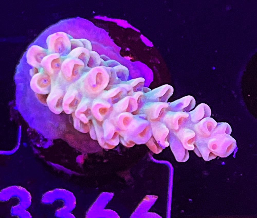 FMC Acropora tenuis Aussi pink