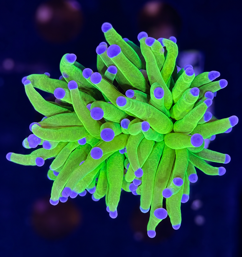 FMC Euphyllia glabrescens Holy Grail