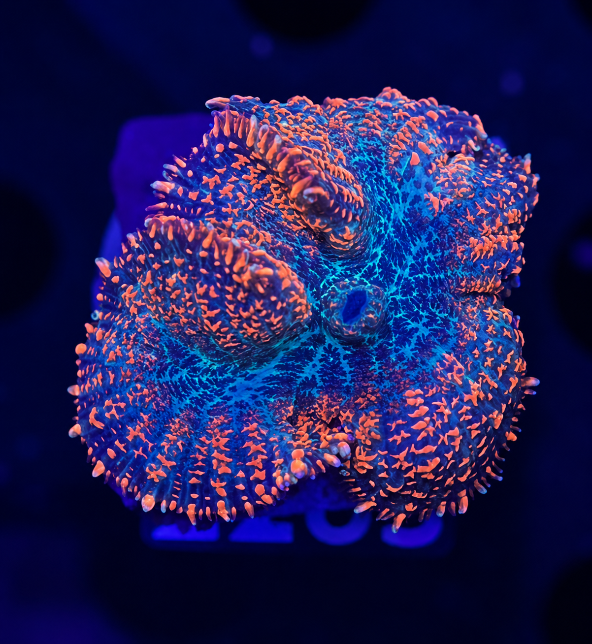 FMC Rhodactis