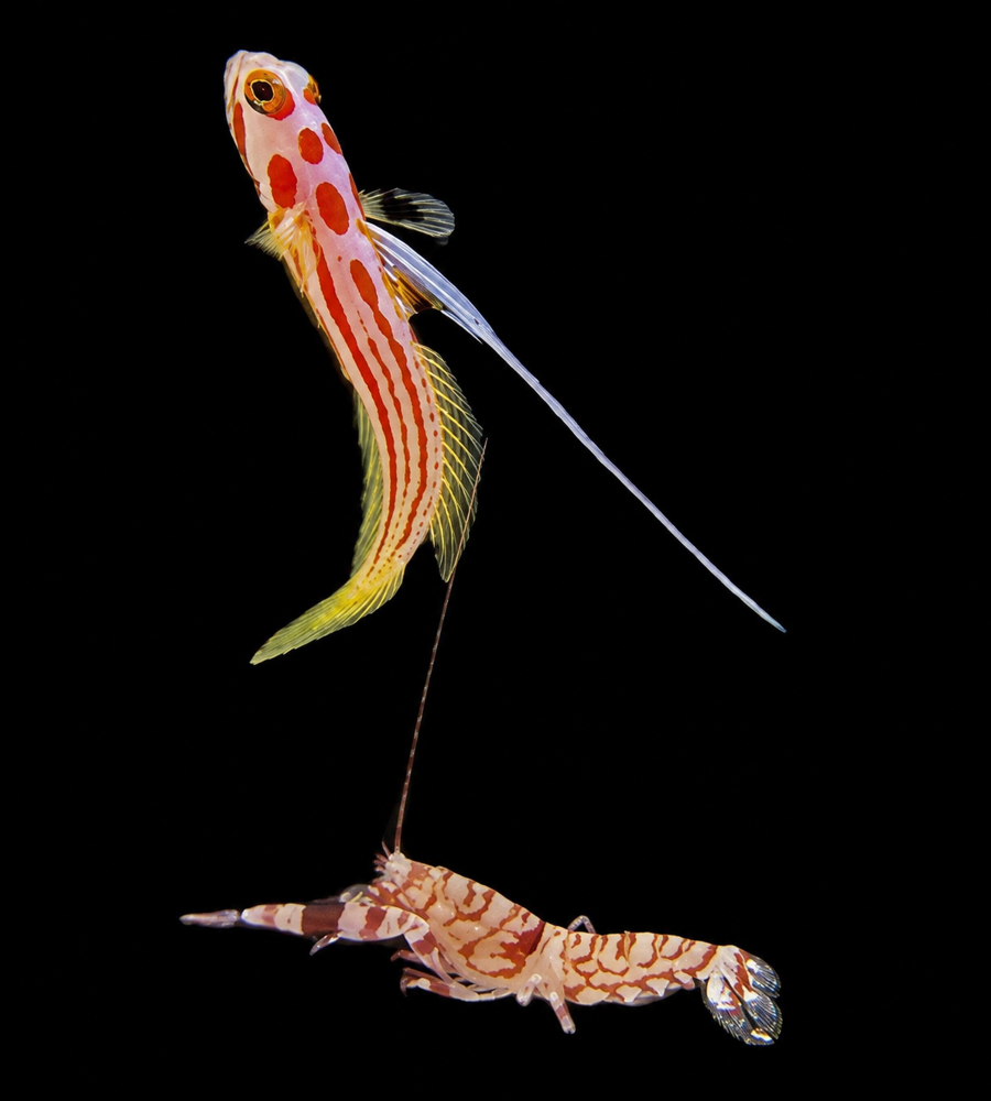 Stonogobius Yasha + Alpheus bellulus