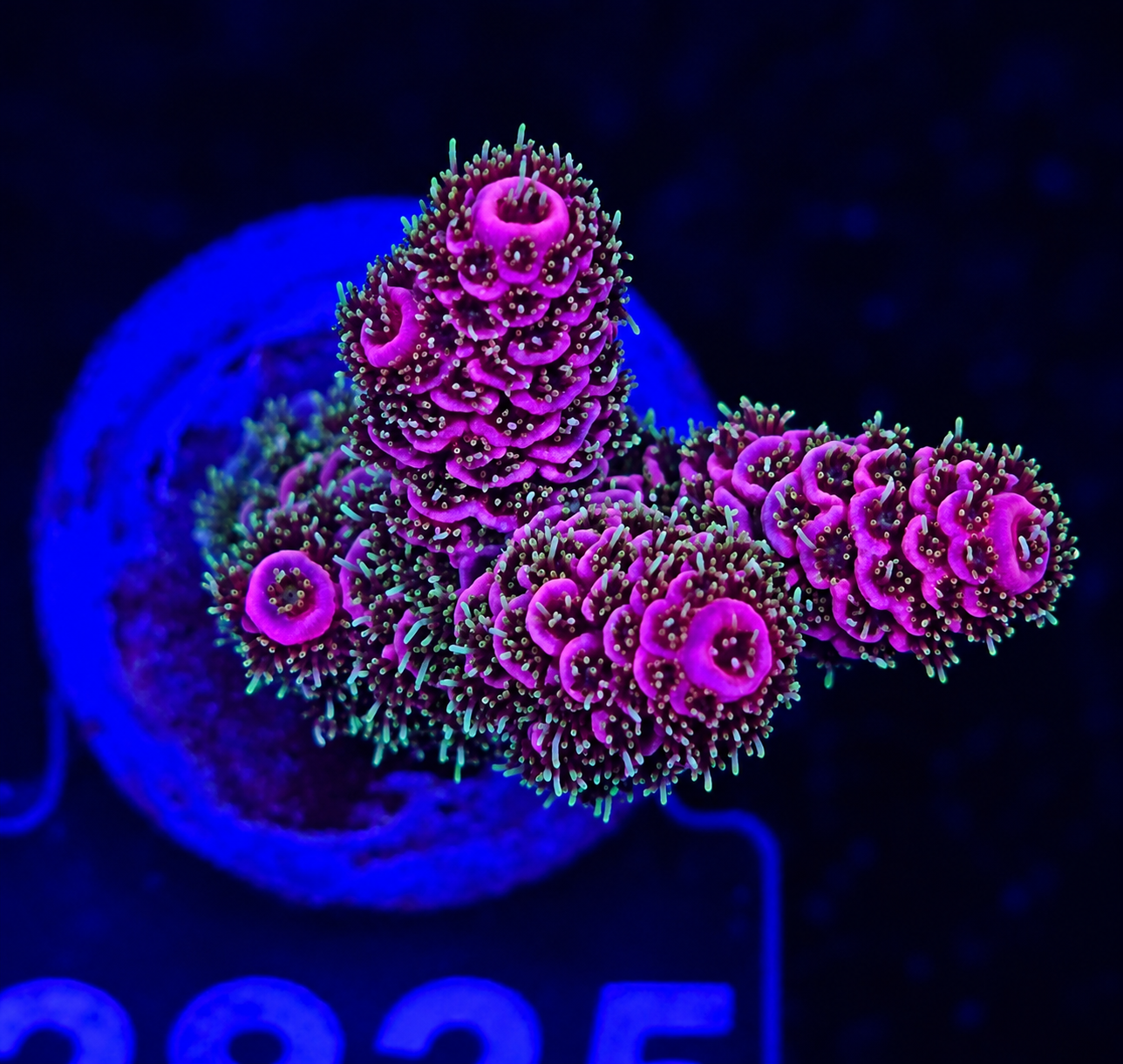 FMC Acropora millepora red green polyps