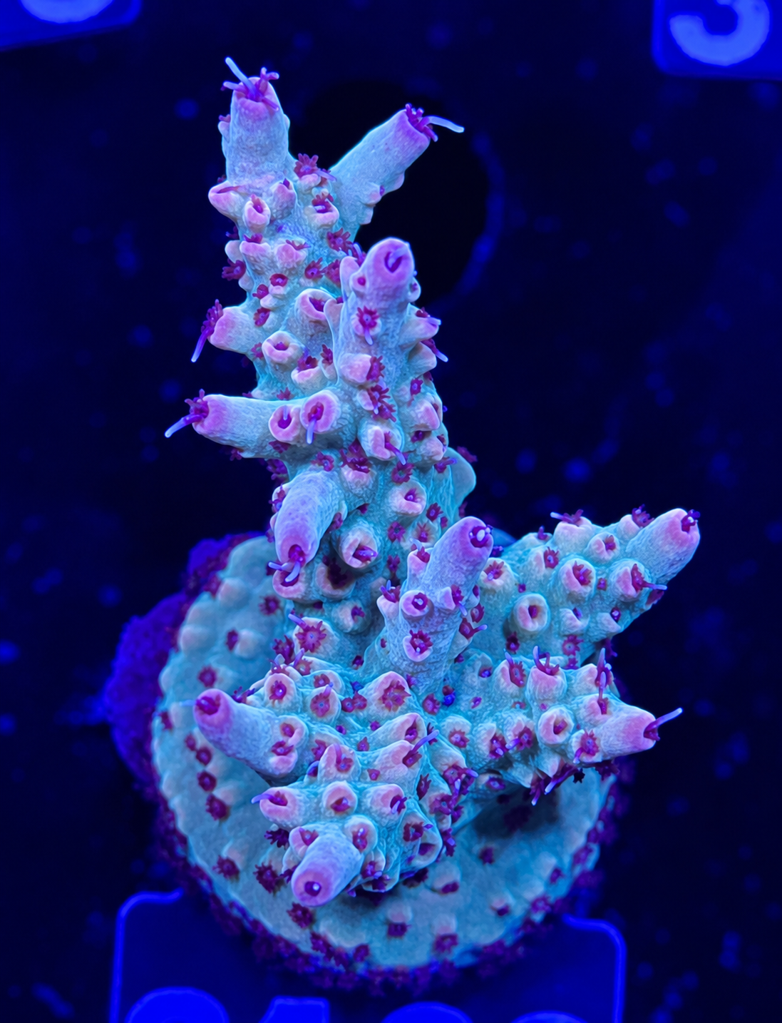 FMC Acropora sp