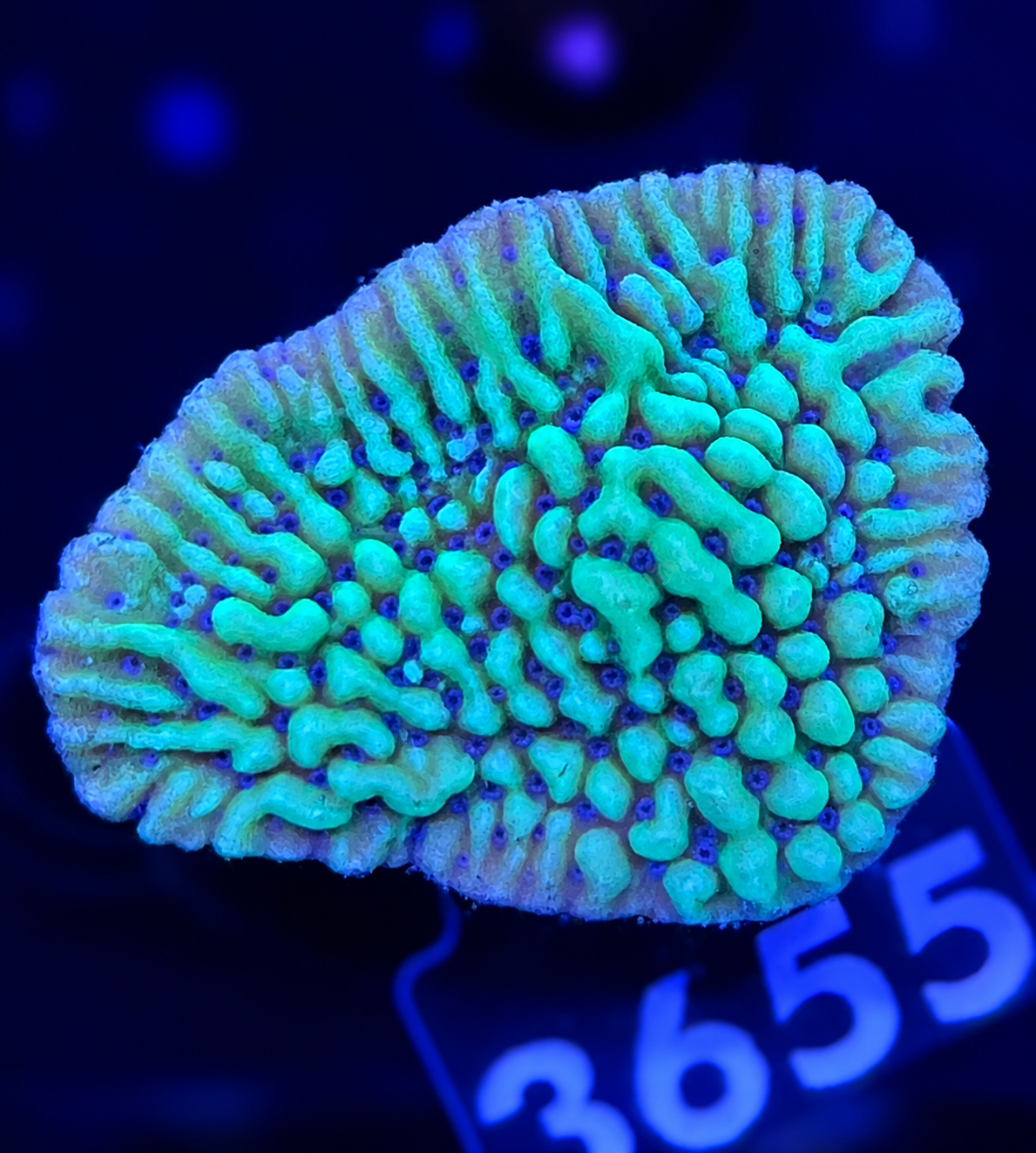FMC Montipora Appleberry