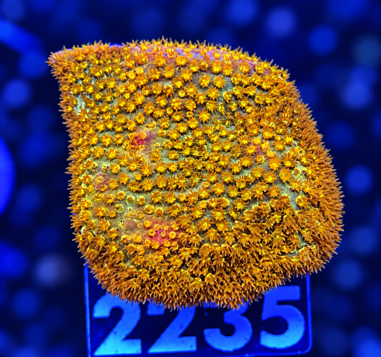 FMC Stylocoeniella 24k