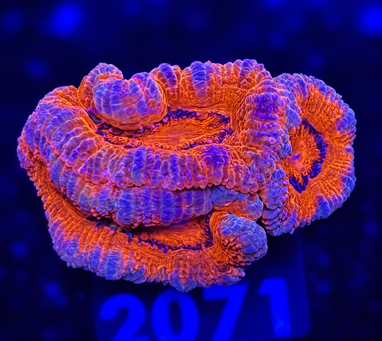 FMC Micromussa lordhowensis