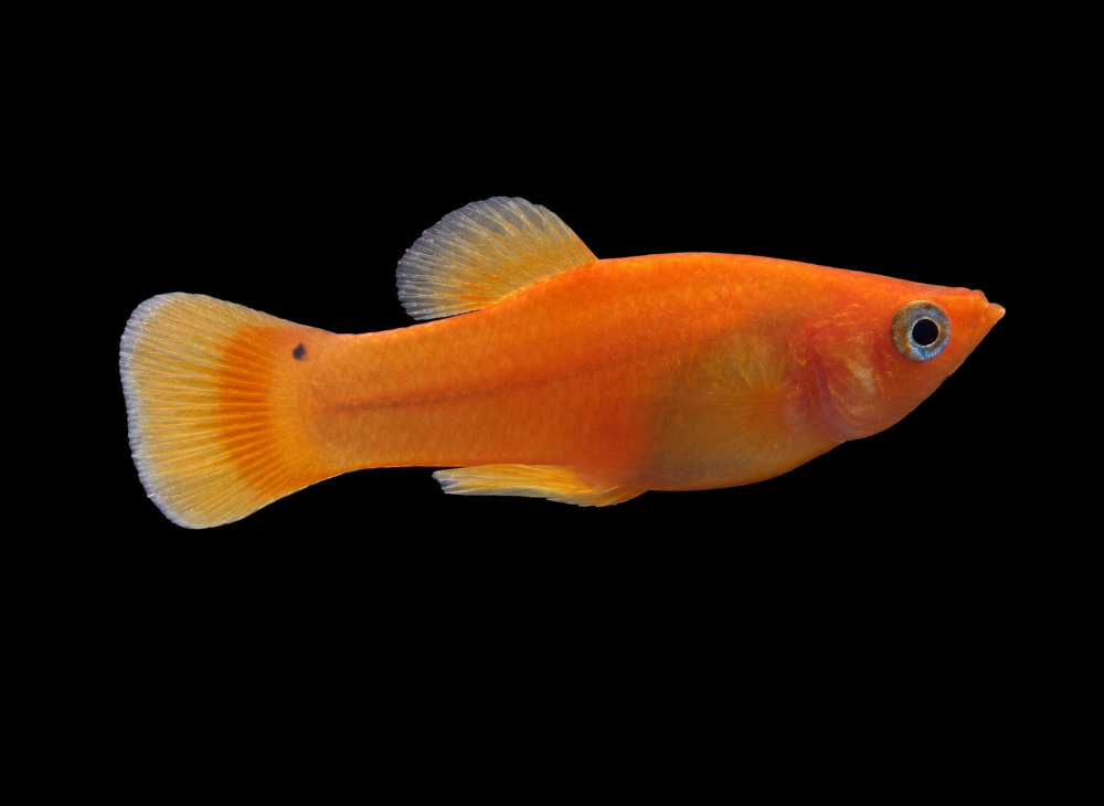 Poecilia latipinna - Gold-Molly- Männchen (NZ Salzwasser)