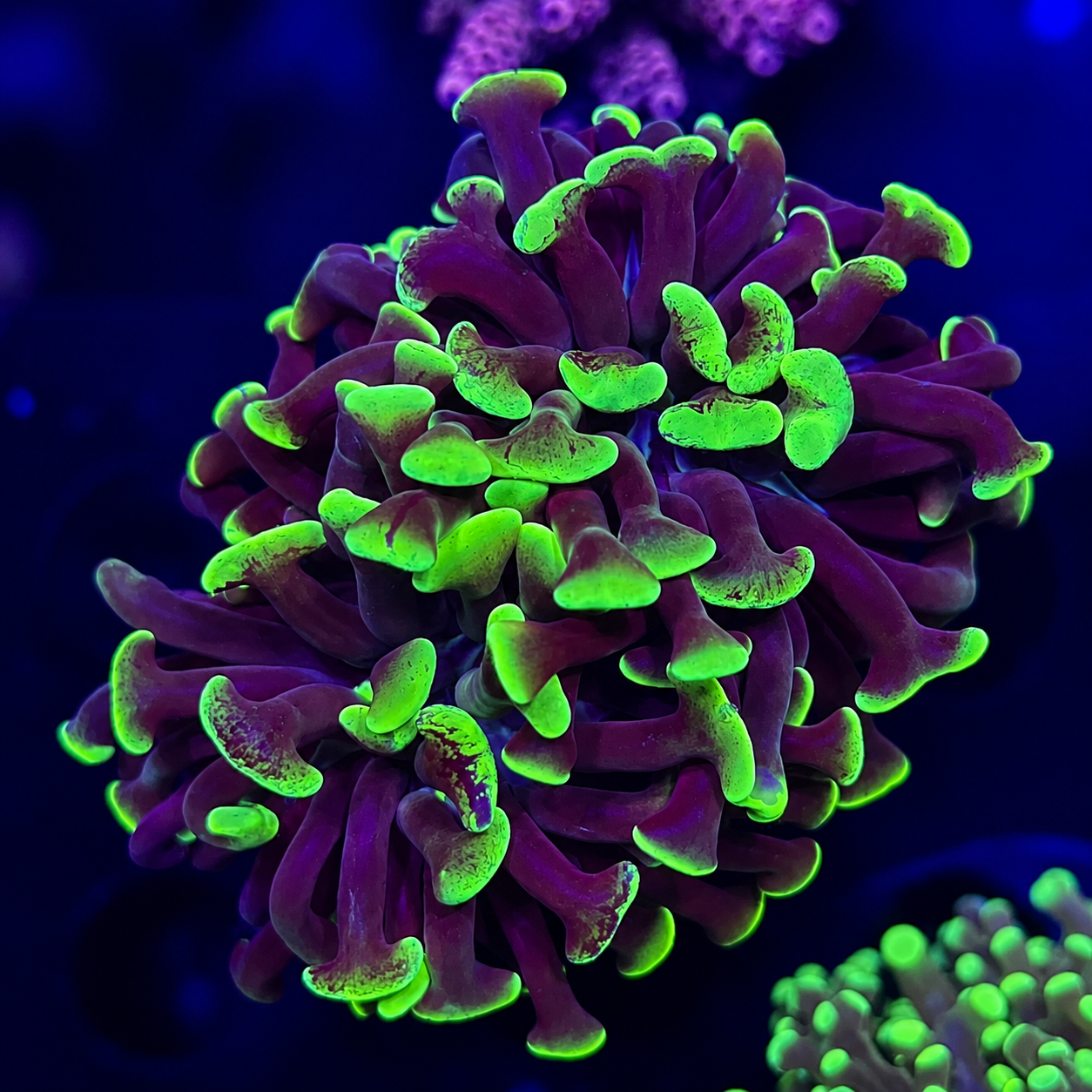 FMC Euphyllia paraancora green