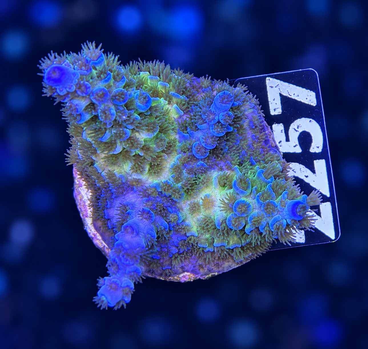 SciReef Acropora Kenti Twin Chimäre Grade 1