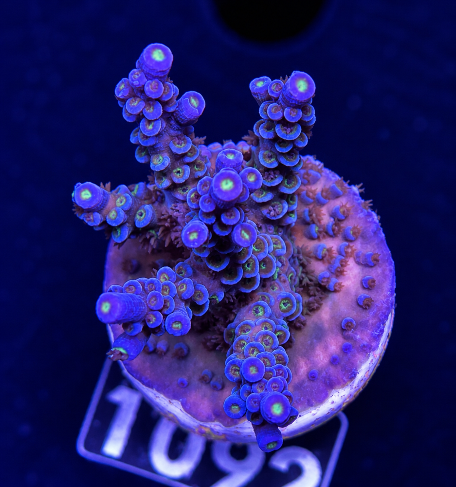 SciReef Acropora kenti Grade 2 Twin