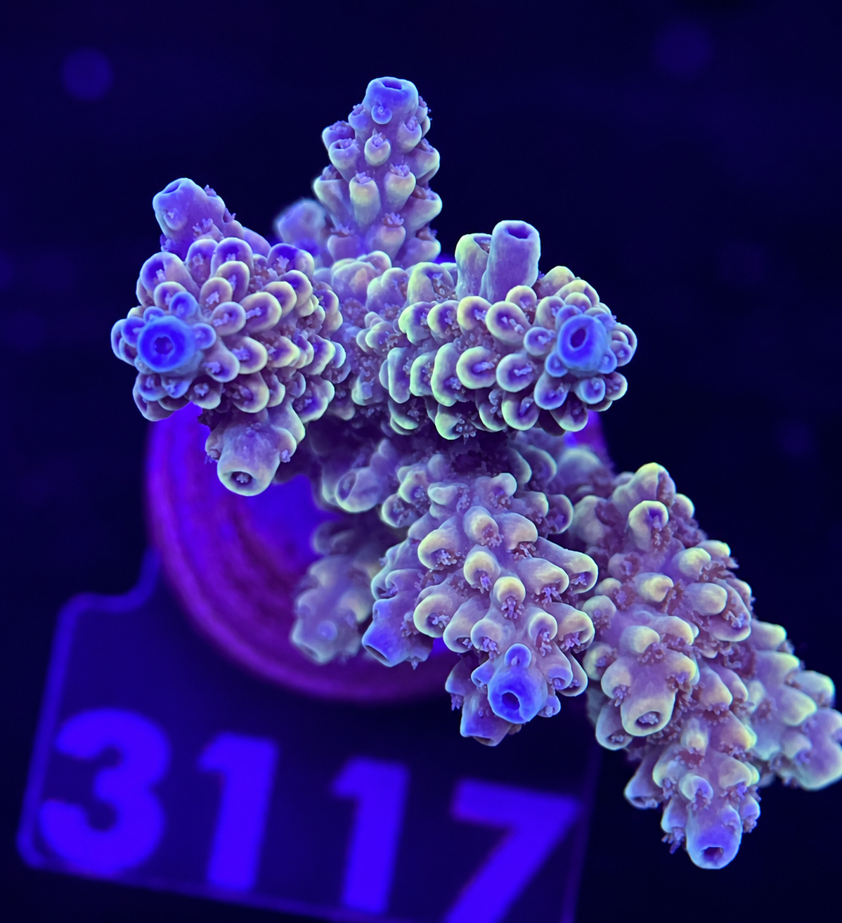 FMC Acropora rosaria