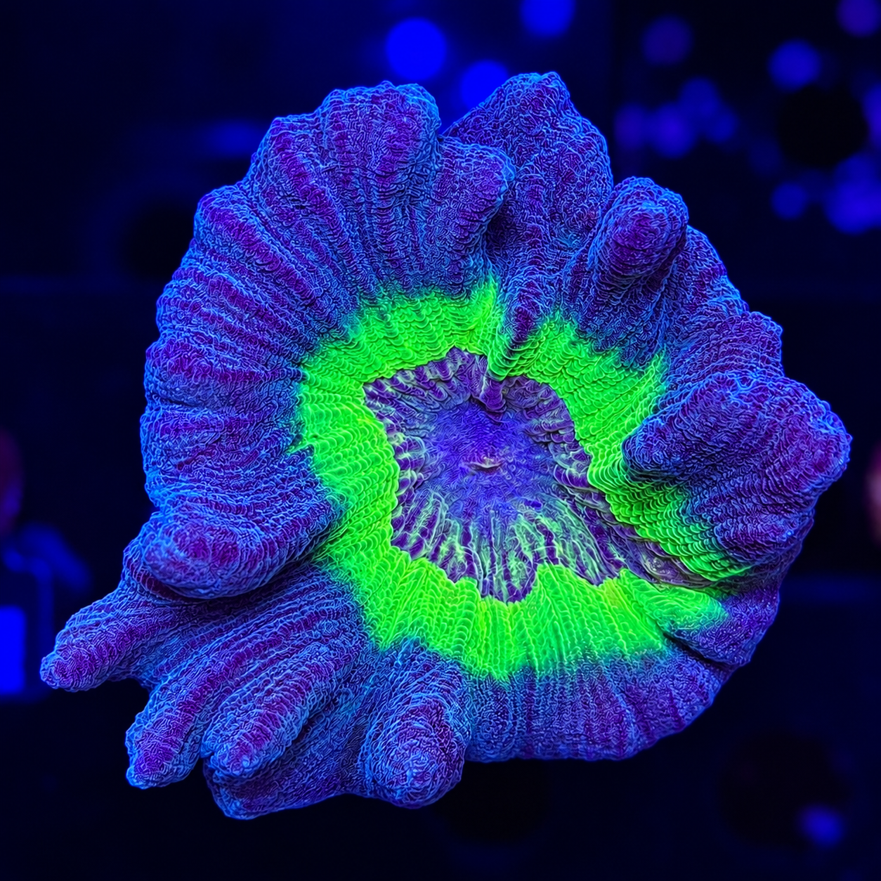 FMC Pectinia alcicornis Kammkoralle
