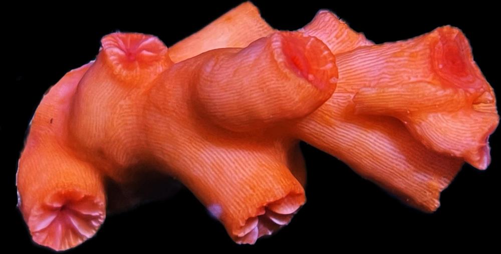 FMC Dendrophyllia orange