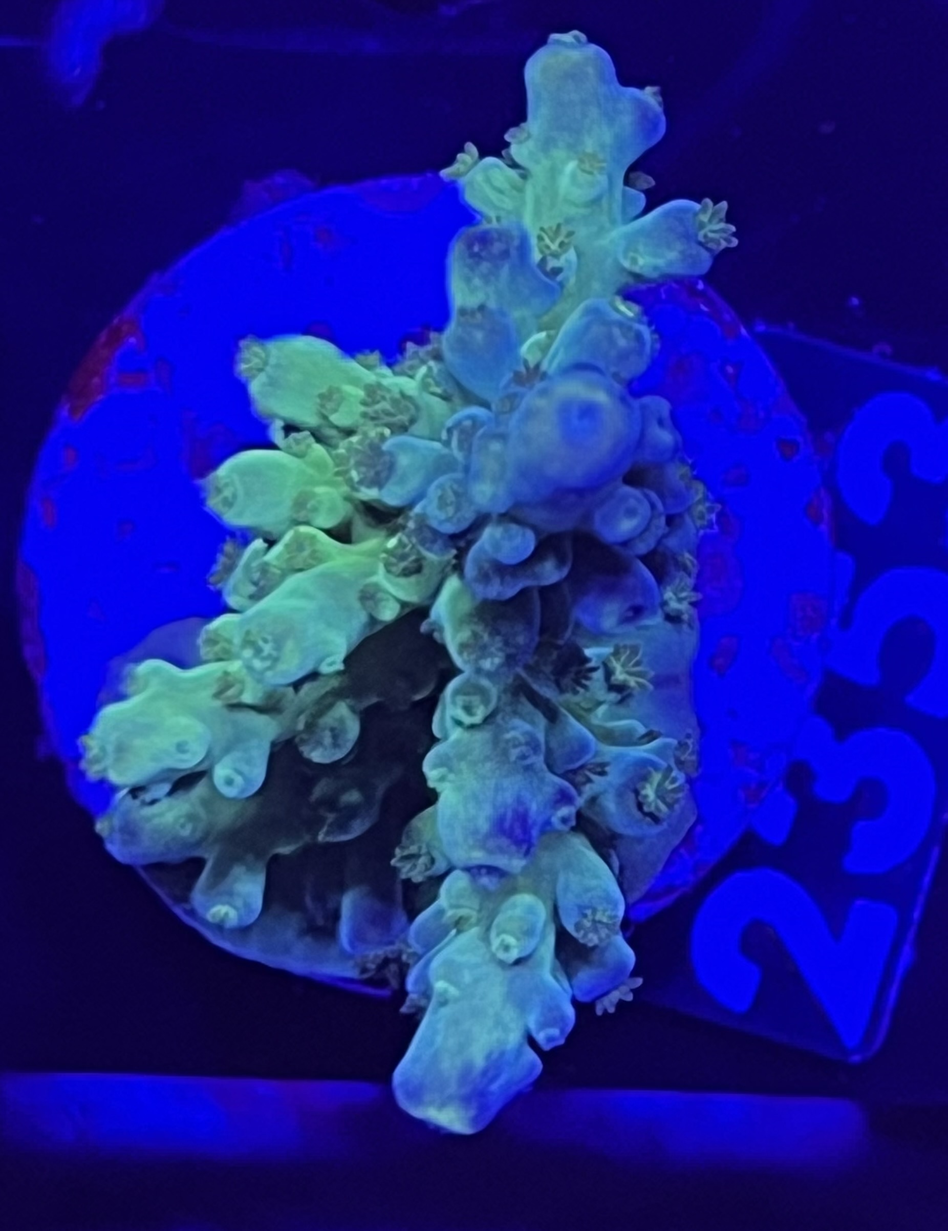 FMC Acropora austera SciReef Twin Grade 1